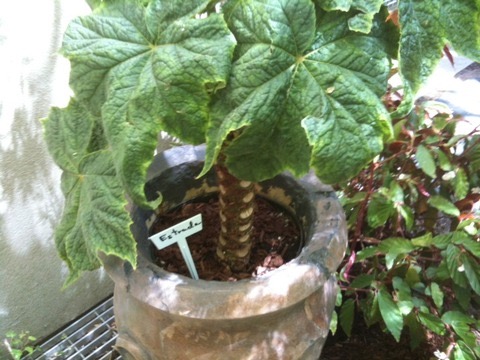 B. ‘Estrada’